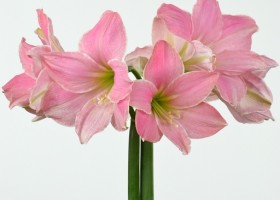 hippeastrum Sweet Star (1)